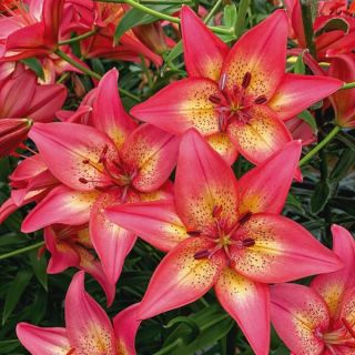Trogon Lily Thumbnail